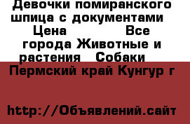 Девочки помиранского шпица с документами › Цена ­ 23 000 - Все города Животные и растения » Собаки   . Пермский край,Кунгур г.